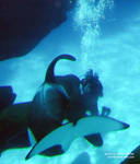 1keetdiver2.jpg 1keetdiver2.jpg