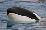 9518 - Kiska 9518 - Kiska