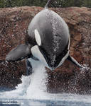 9530 - Kiska 9530 - Kiska