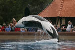 9542 - Kiska 9542 - Kiska