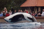 9543 - Kiska 9543 - Kiska