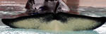9549 - I love Athena's flukes 9549 - I love Athena's flukes