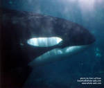 bjossa-underwater.jpg bjossa-underwater.jpg