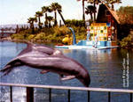 dolphinsa dolphinsa