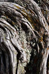 I have a passing love affair with lichen. I have a passing love affair with lichen.
