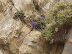Flowers growing on the cliffs Flowers growing on the cliffs