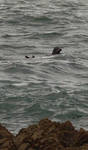 A harbor seal checking things out A harbor seal checking things out