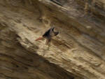 Blurry red tail =) Blurry red tail =)