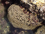 Sand castle worm colony Sand castle worm colony