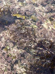 sargassum.jpg sargassum.jpg