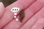 A thoroughly confused flatworm. You can tell by the question marks. A thoroughly confused flatworm. You can tell by the question marks.