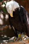 Bald Eagle Bald Eagle