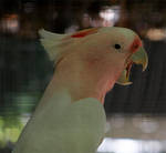 Major Mitchell's Cockatoo yawning =D Major Mitchell's Cockatoo yawning =D