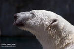 Polar bear Polar bear