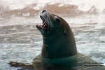 Sea lion Sea lion
