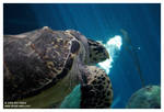 Sea turtle with major scoliosis Sea turtle with major scoliosis