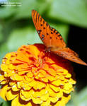 butterfly butterfly
