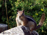 chipmunkofdoom chipmunkofdoom