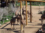 Giraffes Giraffes