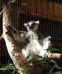 A lemur A lemur