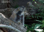 Pallas Cat Pallas Cat