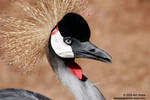 East African Crowned Crane East African Crowned Crane