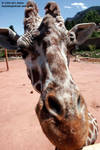 One of the giraffes One of the giraffes
