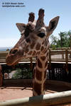 Giraffe (name coming later) Giraffe (name coming later)