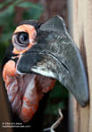 I was trying to get this hornbill's eye, but they're quick little buggers I was trying to get this hornbill's eye, but they're quick little buggers
