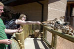 Me feeding a giraffe Me feeding a giraffe