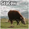 seacow seacow